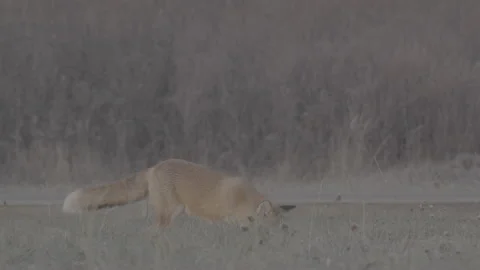 Red Fox (Vulpes vulpes) Stock Footage 163646440