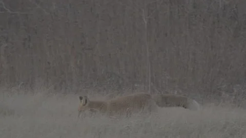 Red Fox (Vulpes vulpes) Stock Footage 163646650