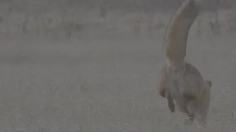 Red Fox (Vulpes vulpes) Stock Footage 163646781