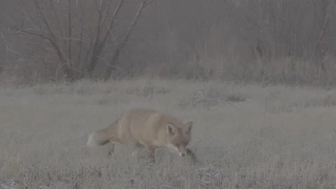 Red Fox (Vulpes vulpes) Stock Footage 163646792