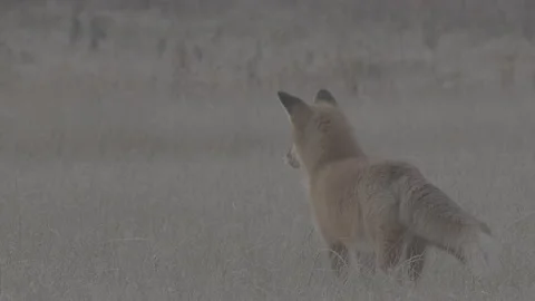 Red Fox (Vulpes vulpes) Stock Footage 163646850