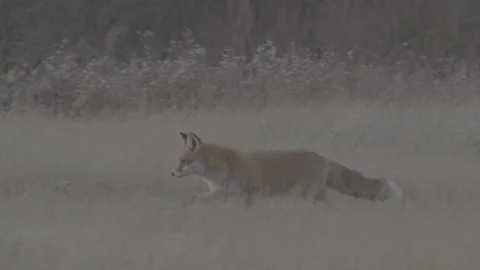 Red Fox (Vulpes vulpes) Stock Footage 163646872