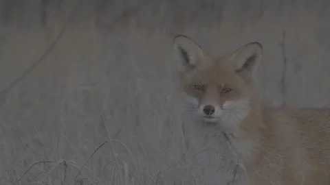 Red Fox (Vulpes vulpes) Stock Footage 163647017