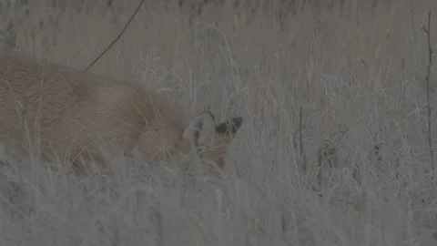 Red Fox (Vulpes vulpes) Stock Footage 163647025
