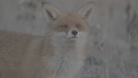 Red Fox (Vulpes vulpes) Stock Footage 163647066