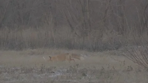 Red Fox (Vulpes vulpes) Stock Footage 163647082