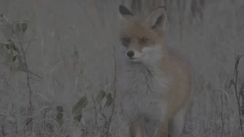 Red Fox (Vulpes vulpes) Stock Footage 163647091
