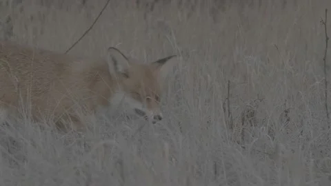 Red Fox (Vulpes vulpes) Stock Footage 163647098