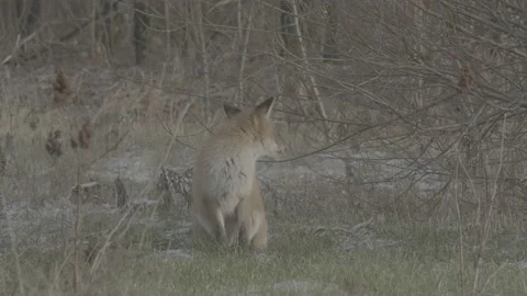 Red Fox (Vulpes vulpes) Stock Footage 163647171