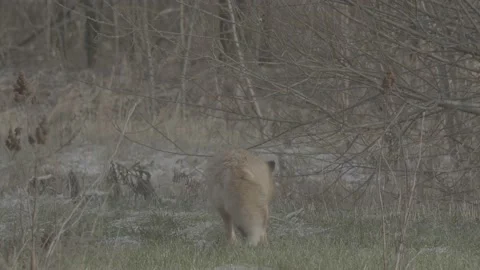 Red Fox (Vulpes vulpes) Stock Footage 163647191