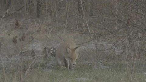 Red Fox (Vulpes vulpes) Stock Footage 163647196