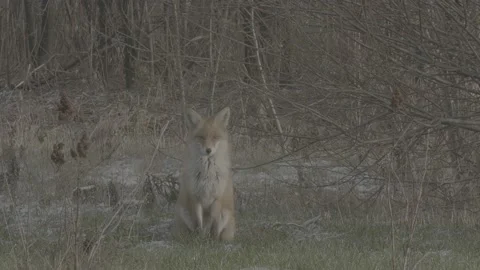 Red Fox (Vulpes vulpes) Stock Footage 163647211