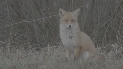 Red Fox (Vulpes vulpes) Stock Footage 163647287