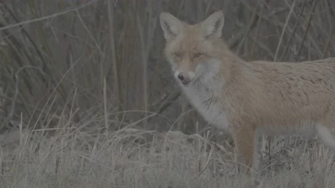 Red Fox (Vulpes vulpes) Stock Footage 163647288