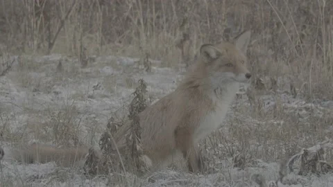 Red Fox (Vulpes vulpes) Stock Footage 163647306