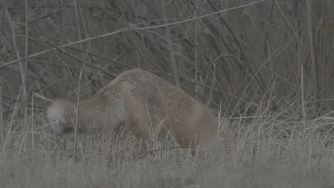 Red Fox (Vulpes vulpes) Stock Footage 163647338