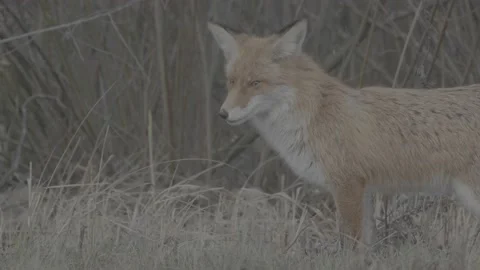 Red Fox (Vulpes vulpes) Stock Footage 163647340