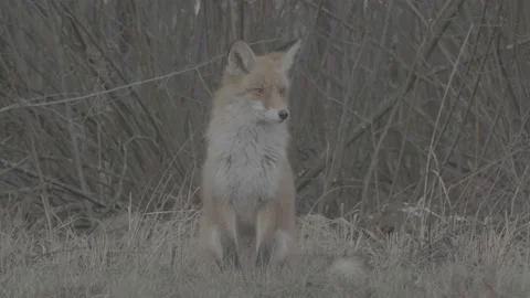 Red Fox (Vulpes vulpes) Stock Footage 163647348