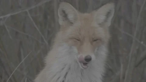 Red Fox (Vulpes vulpes) Stock Footage 163647378