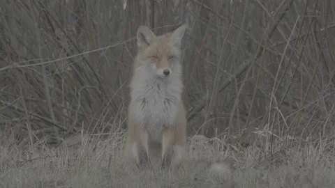Red Fox (Vulpes vulpes) Stock Footage 163647398