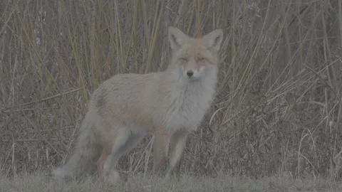Red Fox (Vulpes vulpes) Stock Footage 163647476
