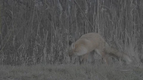 Red Fox (Vulpes vulpes) Stock Footage 163647486