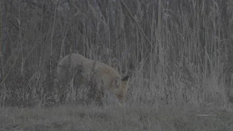 Red Fox (Vulpes vulpes) Stock Footage 163647507