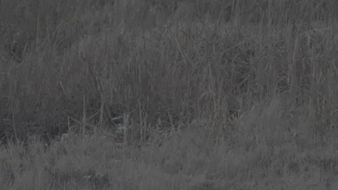 Red Fox (Vulpes vulpes) Stock Footage 163647610