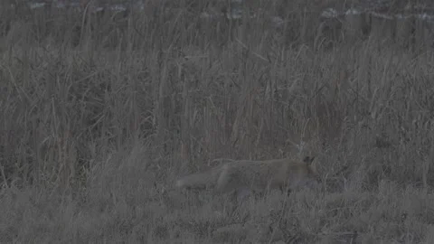 Red Fox (Vulpes vulpes) Stock Footage 163647611