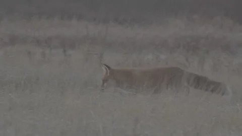 Red Fox (Vulpes vulpes) Stock Footage 163647673