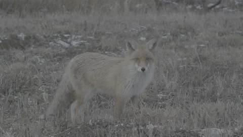 Red Fox (Vulpes vulpes) Stock Footage 163647676