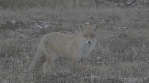 Red Fox (Vulpes vulpes) Stock Footage 163647752