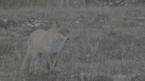 Red Fox (Vulpes vulpes) Stock Footage 163647753