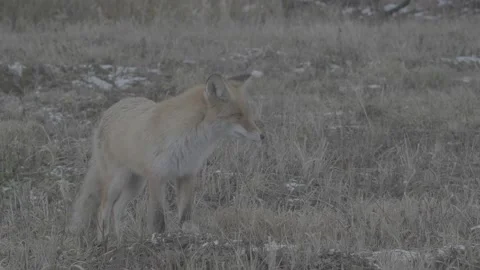 Red Fox (Vulpes vulpes) Stock Footage 163647756