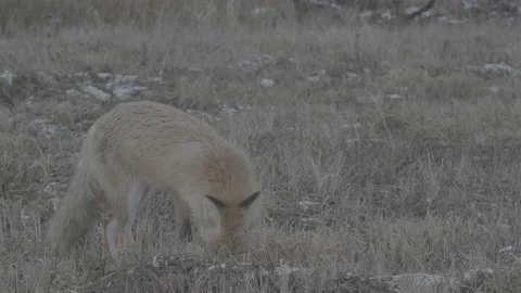 Red Fox (Vulpes vulpes) Stock Footage 163647760