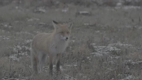 Red Fox (Vulpes vulpes) Stock Footage 163647805