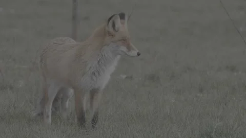 Red Fox (Vulpes vulpes) Stock Footage 163647823