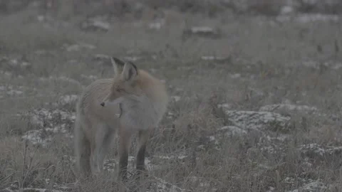 Red Fox (Vulpes vulpes) Stock Footage 163647829