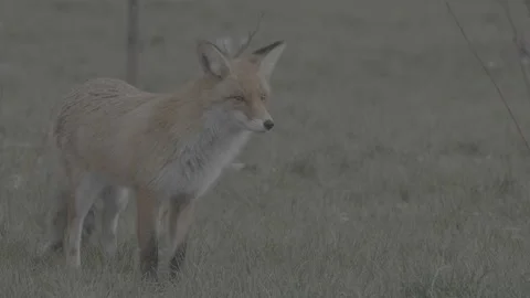 Red Fox (Vulpes vulpes) Stock Footage 163647869