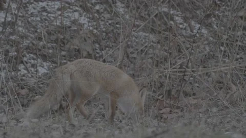 Red Fox (Vulpes vulpes) Stock Footage 163647956