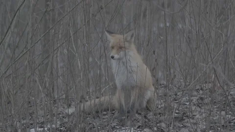 Red Fox (Vulpes vulpes) Stock Footage 163648026