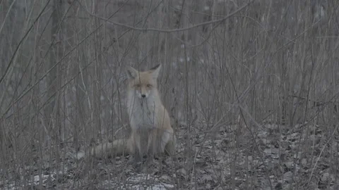 Red Fox (Vulpes vulpes) Stock Footage 163648033
