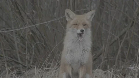 Red Fox (Vulpes vulpes) Stock Footage 163648040