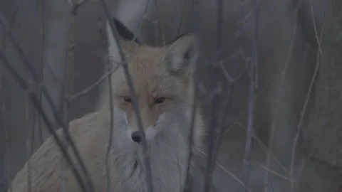 Red Fox (Vulpes vulpes) Stock Footage 163648114