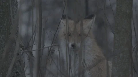 Red Fox (Vulpes vulpes) Stock Footage 163648115