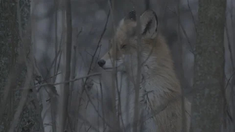 Red Fox (Vulpes vulpes) Stock Footage 163648212
