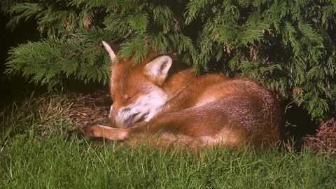 Red fox, Vulpes vulpes Video stock 310886975