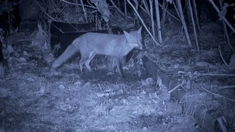 Red fox Vulpes vulpes foraging in vegetable garden Video stock 87054284