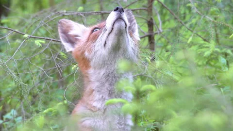 Red fox, vulpes vulpes, in forest. Red fox looks around close up European nature Stock Footage 241145476