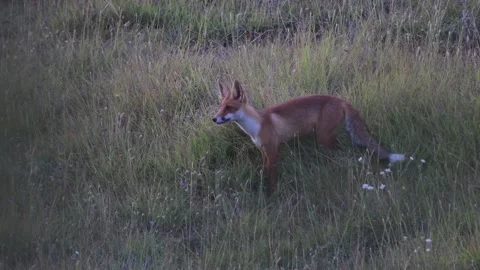 Red Fox Vulpes vulpes.. The fox cub became alert, sitting in the grass Stock Footage 159311207
